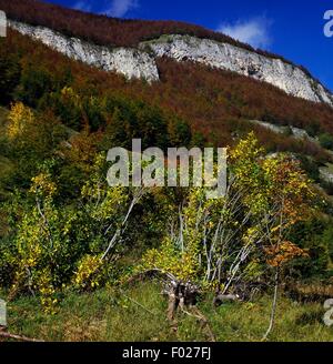 Alpine (frangola Rhamnus alpinus), il Parco Nazionale della Majella, Abruzzo, Italia. Foto Stock