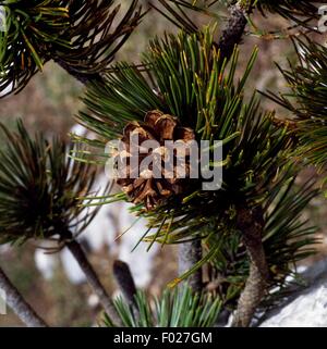 Aghi e gemme del pino loricato (Pinus heldreichii), il Parco Nazionale del Pollino, Calabria, Italia. Foto Stock