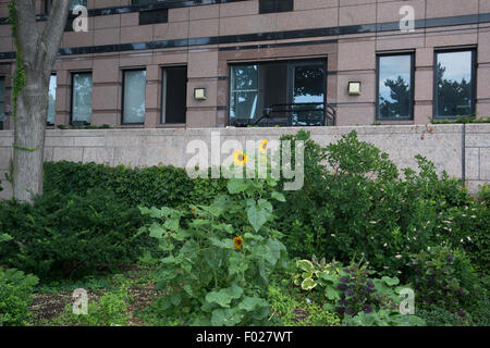 Girasoli blooming sulla spianata vicino al Rettore luogo in Battery Park City, un quartiere di Lower Manhattan, New York City. Foto Stock