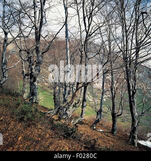 Alberi di faggio (Fagus sylvatica) in autunno, Palanfre boschi, alpi marittime parco naturale, Piemonte, Italia. Foto Stock