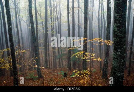 Europea di legno di faggio in autunno con la nebbia, Foreste Casentinesi Parco Nazionale, Regione Toscana, Italia. Foto Stock