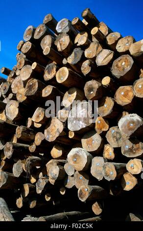 Legname in storage, Doubs Valley, Giura Parco Naturale Regionale (Parc naturel regional du Haut-Jura, Francia). Foto Stock