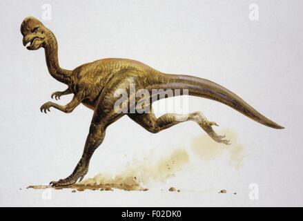 Zoopaleontologia - del periodo Cretaceo - i dinosauri - Oviraptor - opere di Giovanni Francesco Foto Stock