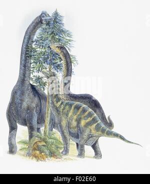 Zoopaleontologia - Giurassico - i dinosauri - Brachiosaurus, Barosaurus, Dicraeosaurus (opera d'arte da Robin Carter) Foto Stock