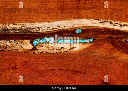 Burled redwood e inset blu sfondo turchese. Foto Stock