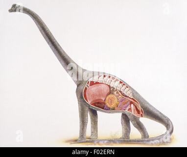 Zoopaleontologia - Giurassico - i dinosauri - sezione di un brachiosaurus - opera d'arte Foto Stock