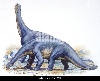 Zoopaleontologia - Giurassico - i dinosauri - Cetiosaurus - opera d'arte Foto Stock