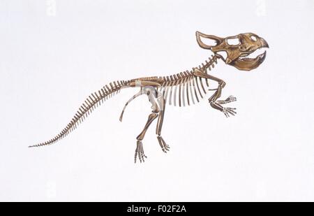 Zoopaleontologia - cretaceo - i dinosauri - Protoceratops (scheletro) - opera d'arte Foto Stock