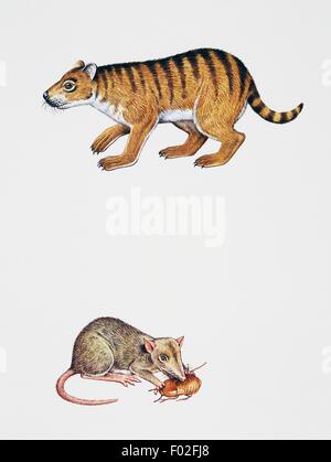 Taeniolabis sp, Taeniolabididae e Morganucodon sp, Morganucodontidae, con la preda. Illustrazione di Graham Berry. Foto Stock