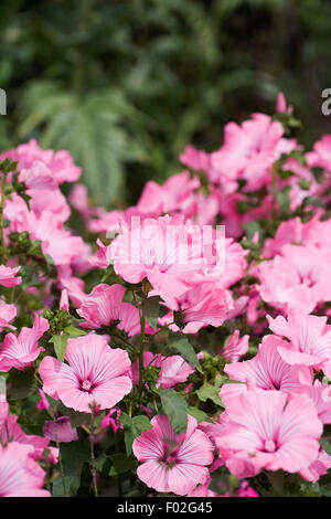 Lavatera trimestris crescono in un confine erbacee. Foto Stock