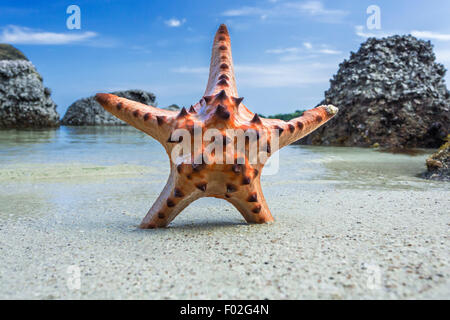 Starfish nella sabbia sulla spiaggia, Belitung Island, Indonesia Foto Stock