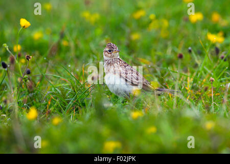 Allodola Alauda arvense alimentazione nella prateria machair North Uist Ebridi Foto Stock