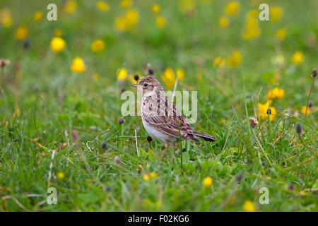 Allodola Alauda arvense alimentazione nella prateria machair Foto Stock