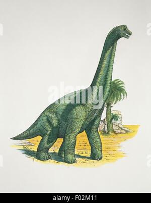 Zoopaleontologia - Giurassico - i dinosauri - Brachiosaurus (opera d'arte da Neil Lloyd) Foto Stock