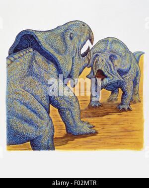 Zoopaleontologia - del periodo Cretaceo - i dinosauri - Protoceratops - opera d'arte Foto Stock