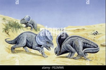 Zoopaleontologia - del periodo Cretaceo - i dinosauri - Protoceratops - opera d'arte Foto Stock