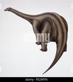 Zoopaleontologia - Giurassico - i dinosauri - Cetiosaurus - Arte il lavoro di Deborah Mansfield Foto Stock