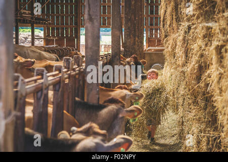 Ragazzo con mucche da mangiare in bancarelle in fattoria Foto Stock