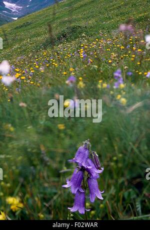 Barbuto campanula (Campanula barbata) nella valle di Rauris, Alti Tauri Parco Nazionale (Nationalpark Hohe Tauern), Austria. Foto Stock