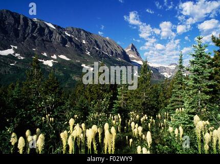 Xerophyllum tenax in Bloom, chiamato Beargrass, vicino Lago Grinnell, molti regione dei ghiacciai, il Glacier National Park (Patrimonio Mondiale UNESCO, 1995), Montana, Stati Uniti d'America. Foto Stock