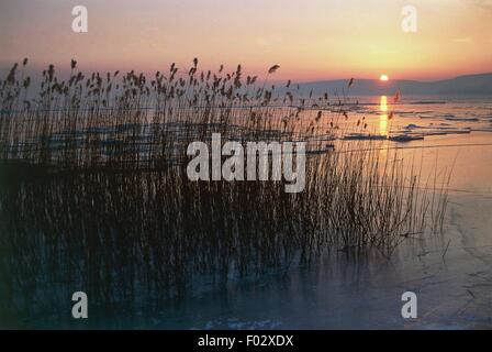 Canneto al tramonto, lago di Balaton, Ungheria. Foto Stock