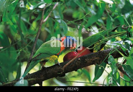Parrocchetto, Darwin, Territorio del Nord, l'Australia. Foto Stock