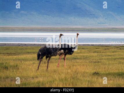 Gli struzzi (Struthio camelus), Ngorongoro Conservation Area (Patrimonio Mondiale UNESCO, 1979), Tanzania. Foto Stock