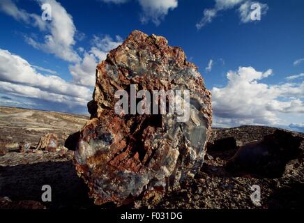 Fossilizzato tronco di albero, Parco Nazionale della Foresta Pietrificata, Arizona, Stati Uniti. Foto Stock