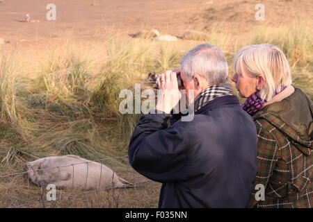 I visitatori di Donna Nook Riserva naturale testimone grigio cuccioli di foca e le loro madri dal pubblico area di visualizzazione, Lincolnshire UK Foto Stock