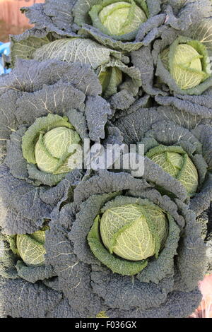 Cavoli cappucci per vendita in Lincolnshire, England Regno Unito Foto Stock