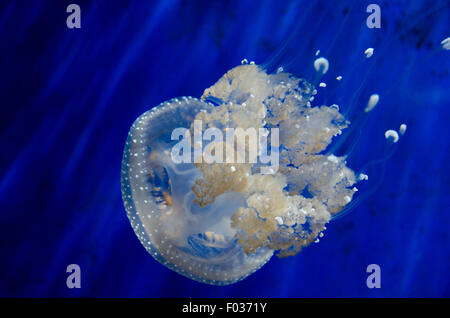 L'Italia,Liguria,l' Acquario di Genova,Phyllorhiza punctata è una specie di meduse, noto anche come la campana galleggiante,Australian spotted Foto Stock