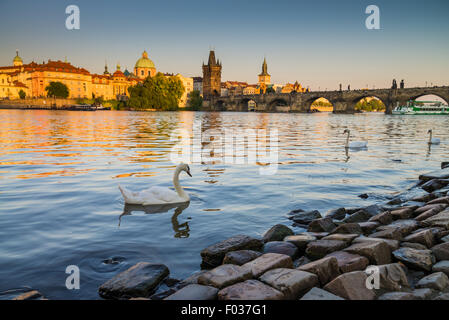 Un gruppo di cigni sul fiume Vltava, il Ponte di Carlo è in background, Praga, Repubblica Ceca, Europa Foto Stock