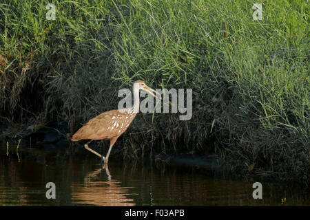 Limpkin con mollusco Foto Stock