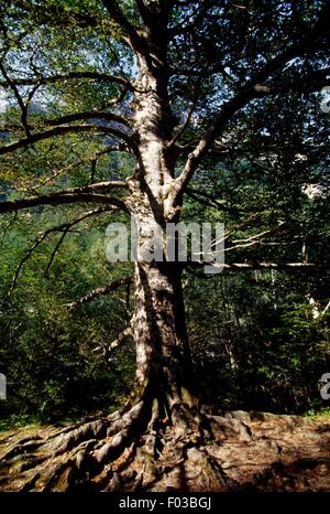 Europea di faggio (Fagus sylvatica), il Parco Nazionale di Ordesa y Monte Perdido (Patrimonio Mondiale UNESCO, 1997), Aragona, Spagna. Foto Stock