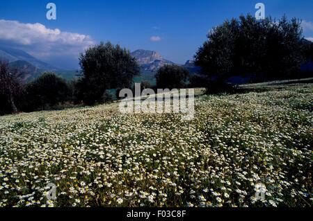 Alberi di ulivo e fioritura camomilla in Cardellino Valley, Riserva Naturale Orientata di Favara e bosco Granza, Sicilia, Italia. Foto Stock