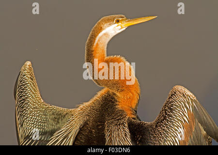 Ritratto di un Africano Darter (Anhinga rufa) a Pilanesburg National Park, Sud Africa Foto Stock