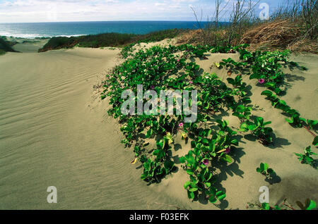 Le dune di sabbia con gloria di mattina, Sigatoka Sand Dunes National Park, Viti Levu, Isole Fiji. Foto Stock