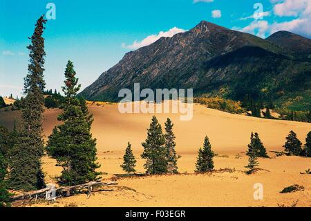 Carcross Desert, il deserto più piccolo al mondo (1 miglio quadrato), Yukon, Canada. Foto Stock