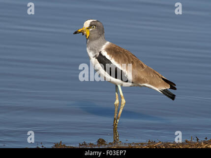 Ritratto di un bianco-incoronato pavoncella in Sud Africa Foto Stock