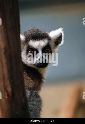 Lemure Ring-Tailed (Lemur catta), Isalo National Park, vicino canyon de Maky, Ranohira, Madagascar. Foto Stock