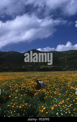 Italia - Regione Sardegna - Provincia di Cagliari - Dintorni di Chia, una capra in un prato fiorito Foto Stock