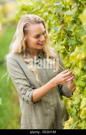 Blonde viticoltore la raccolta delle uve Foto Stock