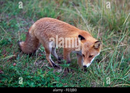 Hokkaido Red Fox (Vulpes vulpes schrencki), Daisetsuzan National Park, Hokkaido, Giappone. Foto Stock