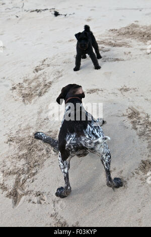 Due cani giocando sulla spiaggia Foto Stock