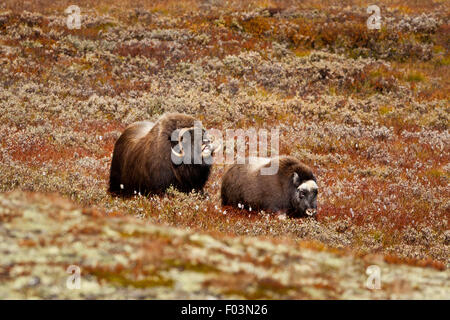 Muskoxen, Ovibos moschatus, adulti e giovani in Dovrefjell national park, Dovre, Norvegia. Foto Stock