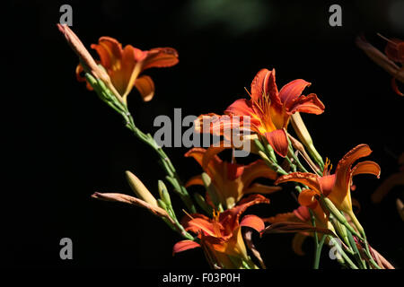 Giglio rosso (Lilium bulbiferum). Fiori. Foto Stock