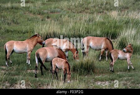 Cavallo di Przewalski o takhi (Equus ferus przewalskii), Khustain Nuruu National Park, Mongolia. Foto Stock