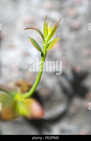 La crescita di soft rametti. Foto Stock