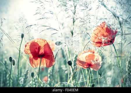 Retro Vintage tonico fiori di papavero, sfondo naturale con profondità di campo ridotta. Foto Stock