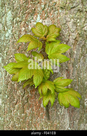 Ahornblatt; Ahornblaetter; Ahornbaum; Ahorn; Foto Stock